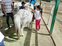 cavallo25